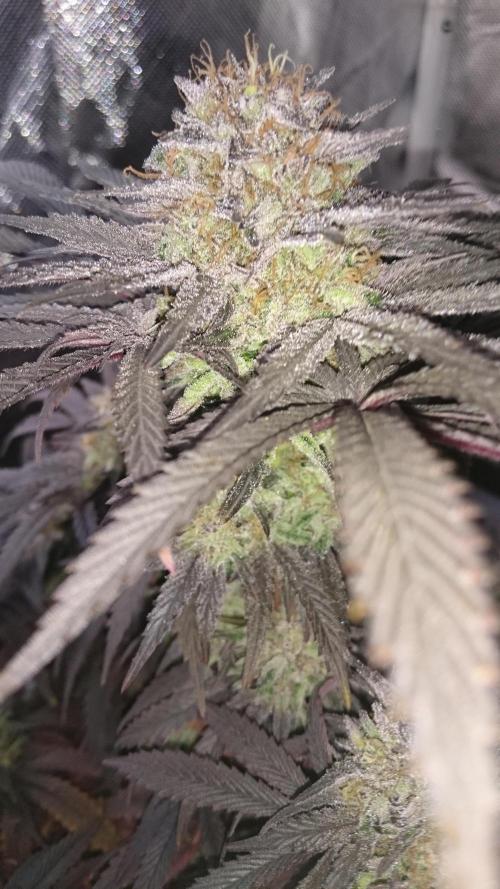 Lady Muireann. Week 12