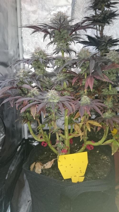 Lady Muireann. Week 12