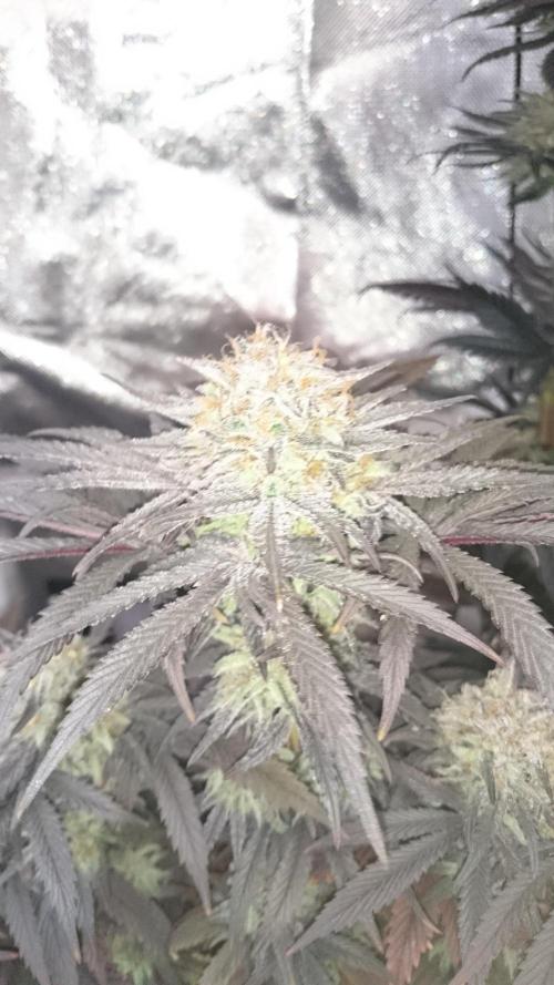 Lady Muireann. Week 12
