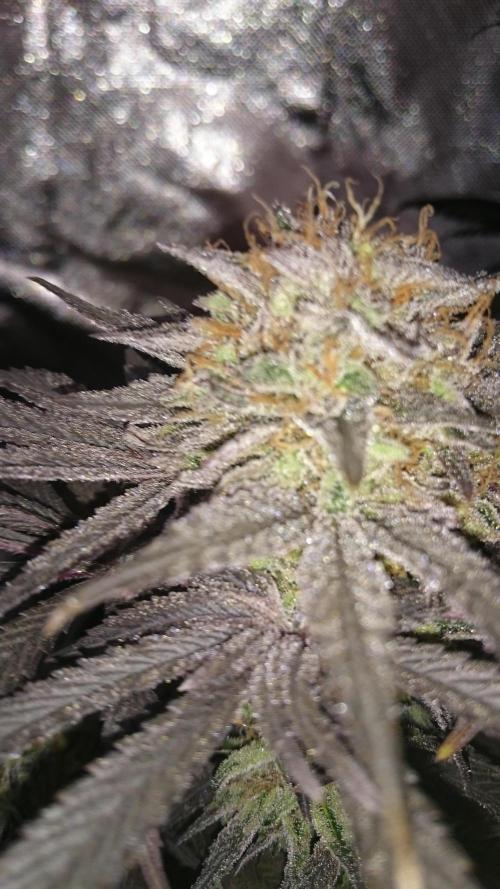 Lady Muireann. Week 12
