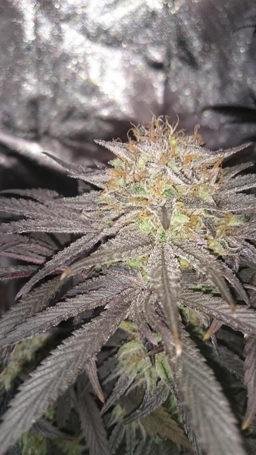 Lady Muireann. Week 12