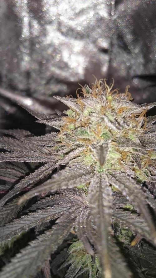 Lady Muireann. Week 12