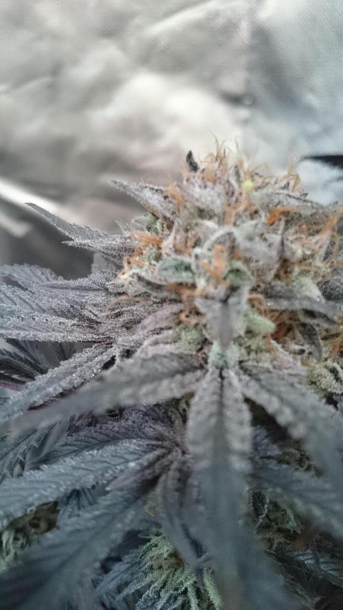 Lady Muireann. Week 12