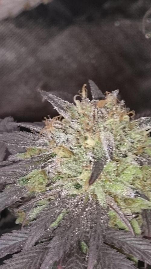 Lady Muireann. Week 12