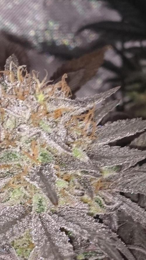 Lady Muireann. Week 12