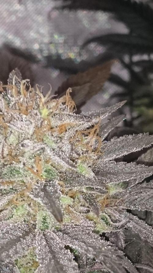 Lady Muireann. Week 12
