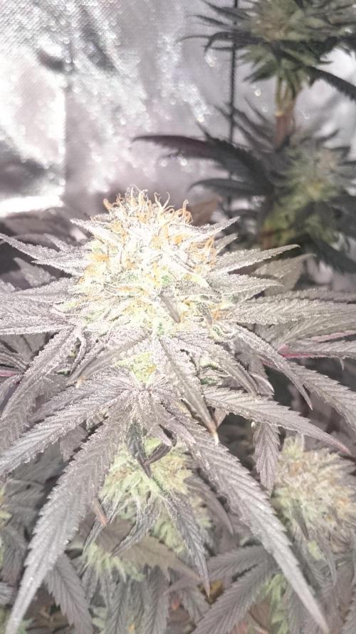 Lady Muireann. Week 12
