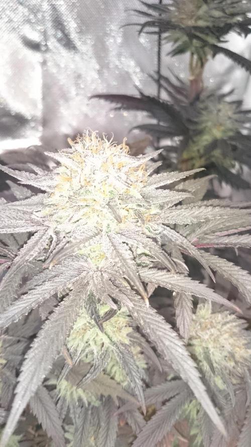 Lady Muireann. Week 12