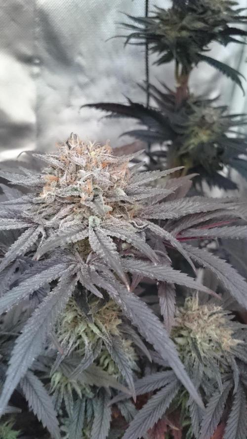 Lady Muireann. Week 12