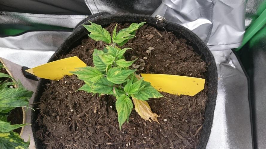 Lord Sopdet. Week 6