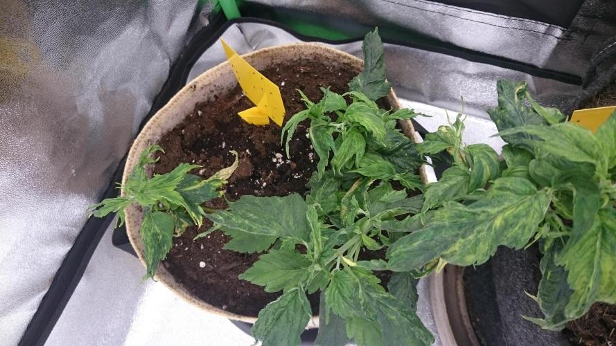 Lady LAdy. Week 6