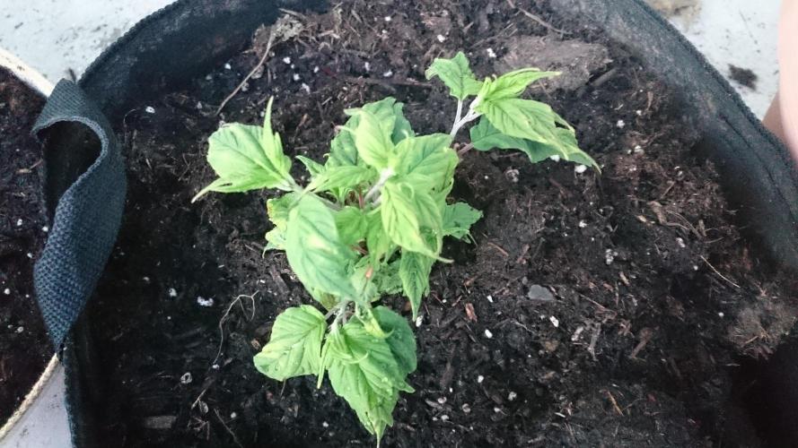 Lord Sopdet. Week 7