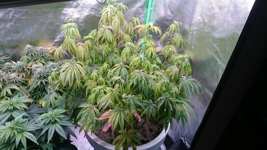 Lady Ambrosia. Week 9 - 98