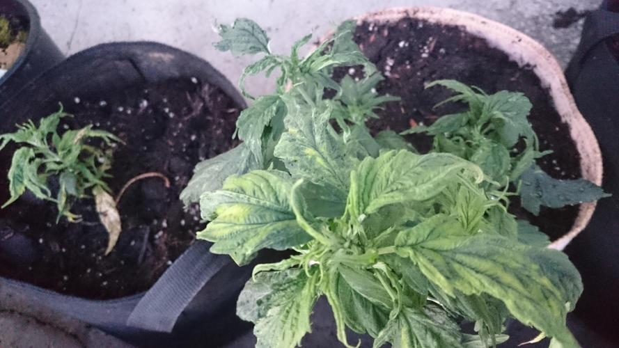 Lady LAdy. Week 6