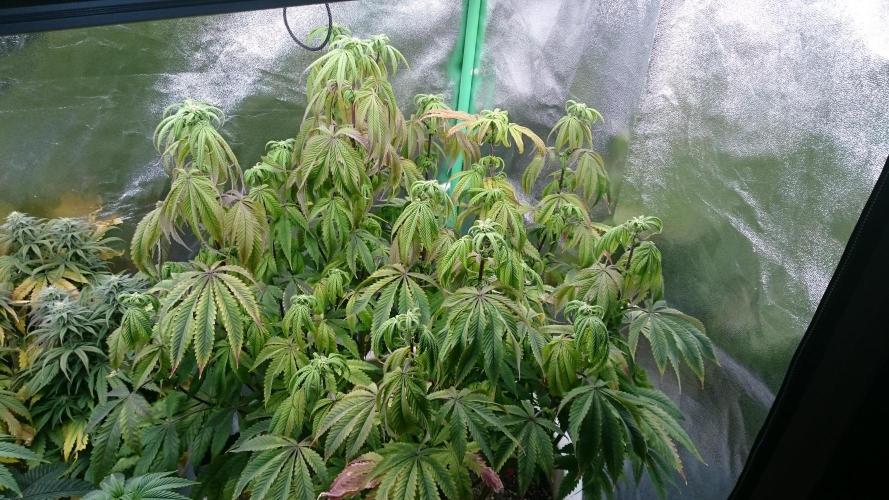 Lady Ambrosia. Week 10 - 100