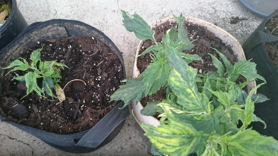 Lady LAdy. Week 6