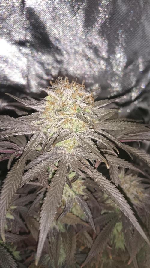 Lady Muireann. Week 12