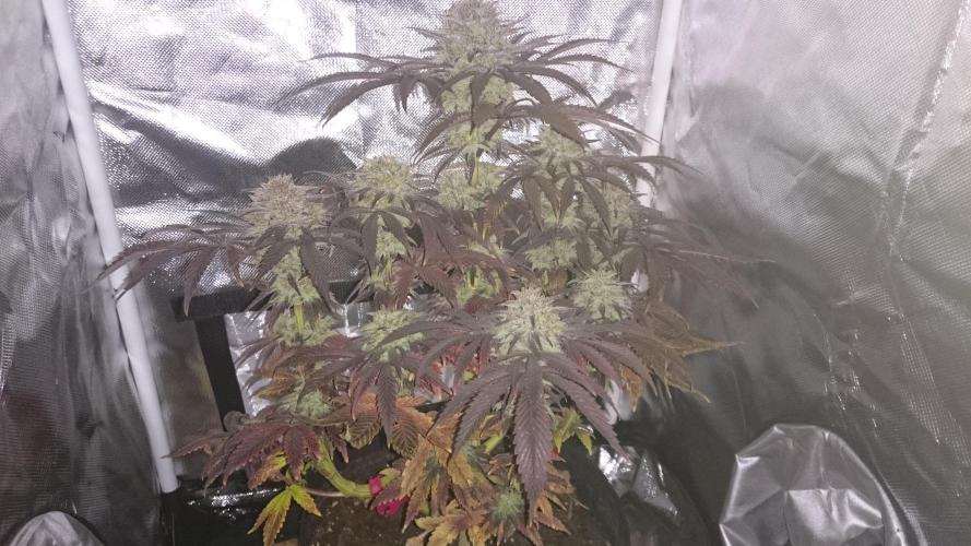 Lady Muireann. Week 12
