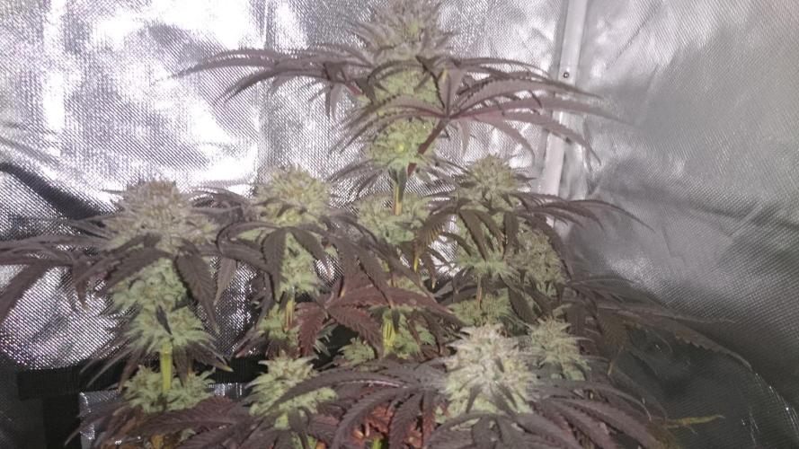Lady Muireann. Week 12