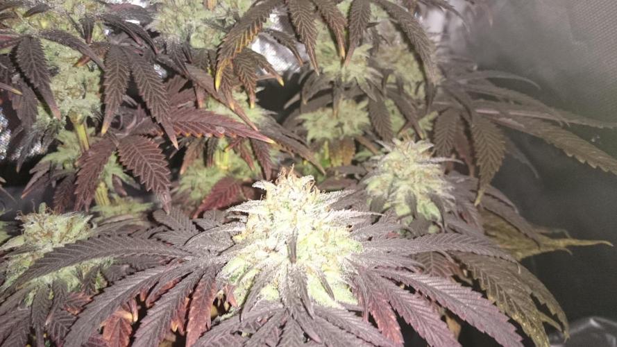 Lady Muireann. Week 12