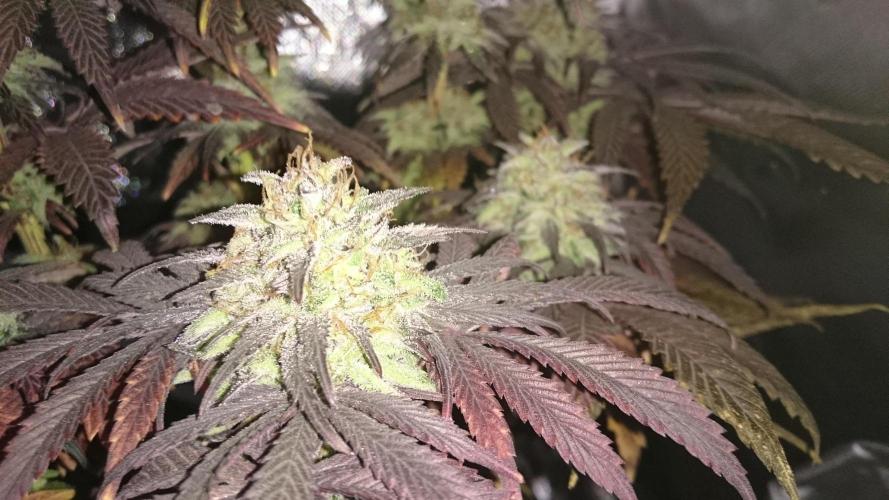 Lady Muireann. Week 12