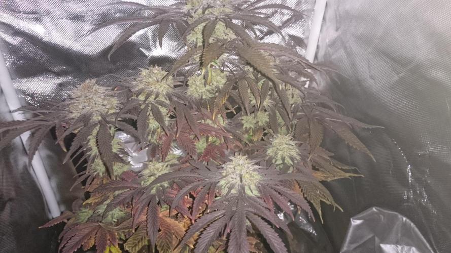 Lady Muireann. Week 12