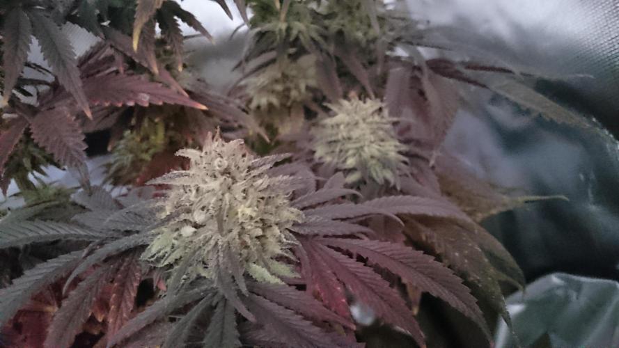 Lady Muireann. Week 12