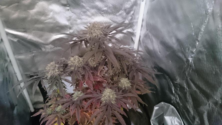 Lady Muireann. Week 12