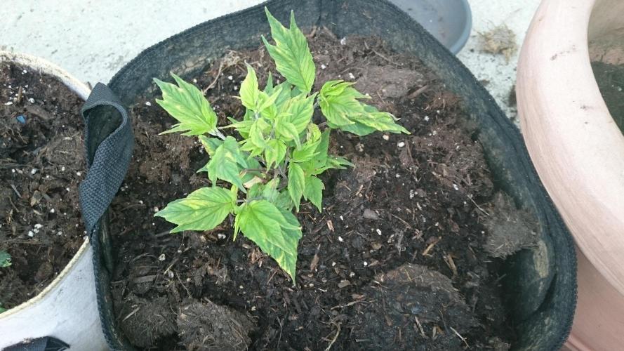 Lord Sopdet. Week 7