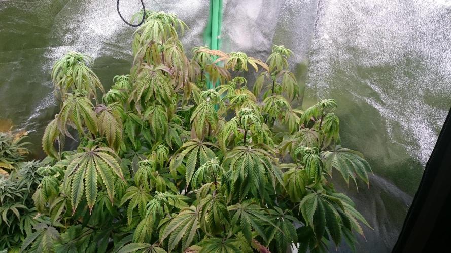 Lady Ambrosia. Week 10 - 1