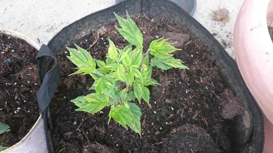 Lord Sopdet. Week 7
