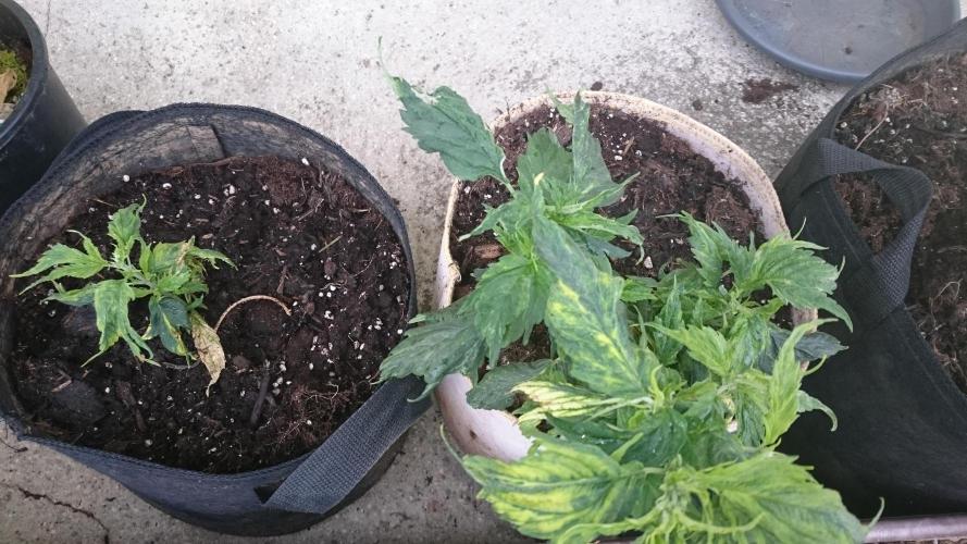 Lady LAdy. Week 6