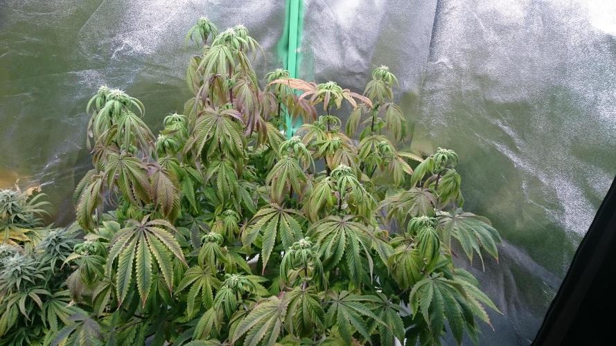 Lady Ambrosia. Week 10 - 2