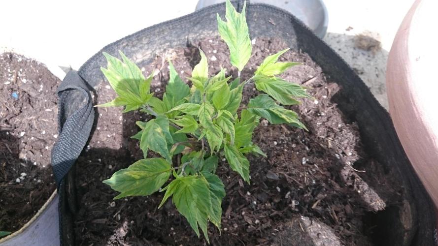 Lord Sopdet. Week 7