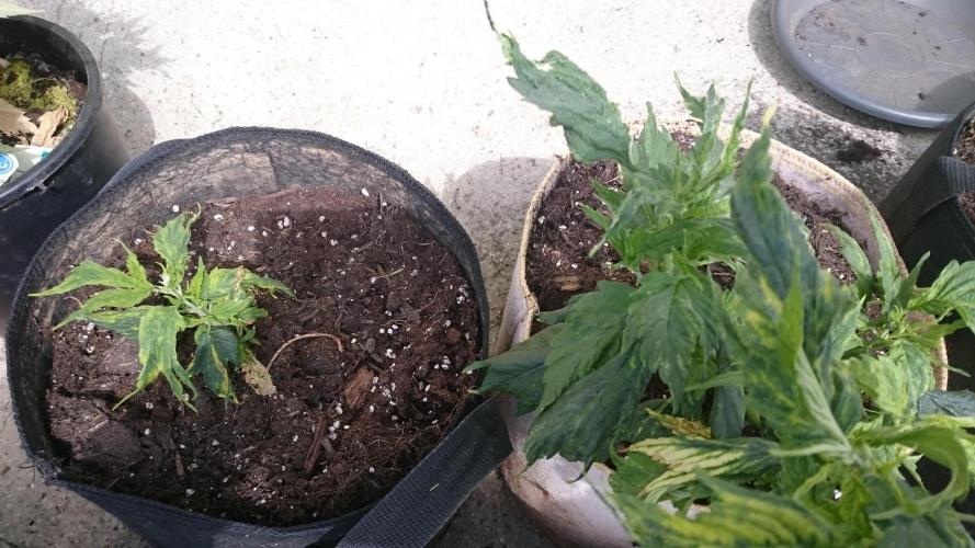 Lady LAdy. Week 6
