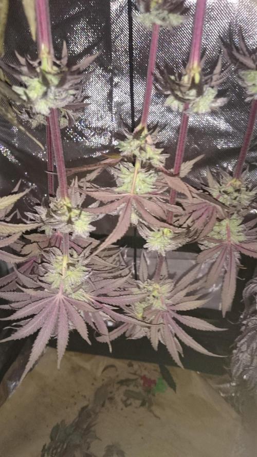 Mimosa Shot. Week 10