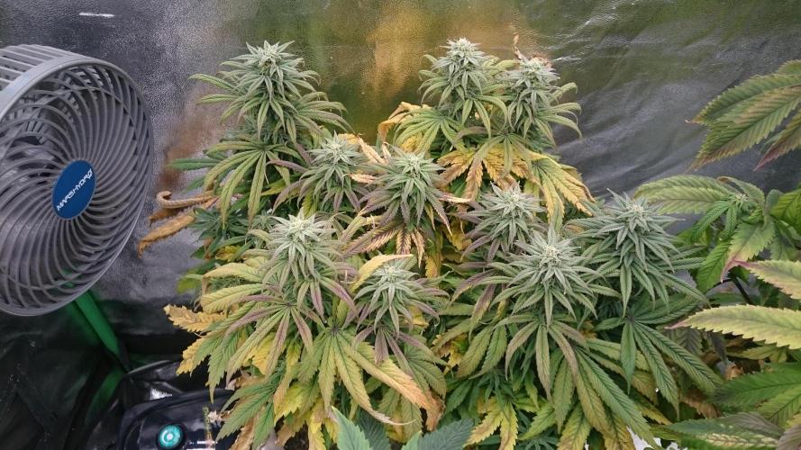 Think Tank. Week 8