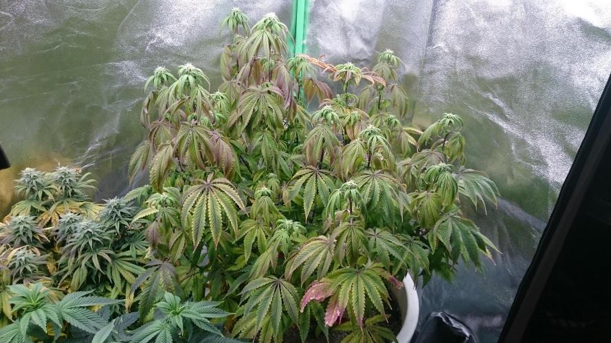 Lady Ambrosia. Week 10 - 3