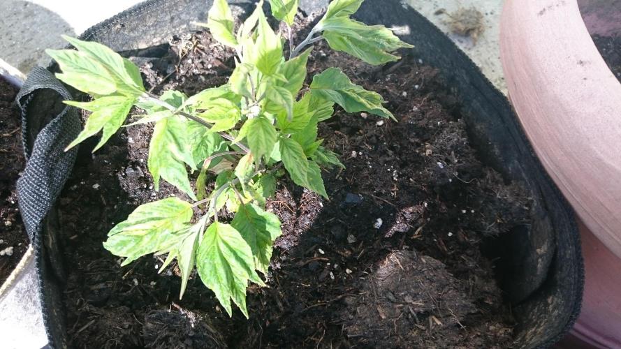Lord Sopdet. Week 7