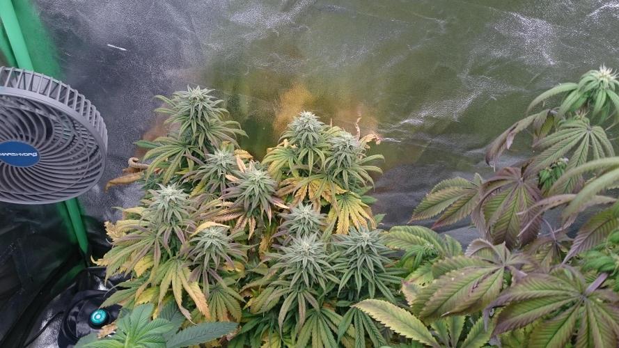 Think Tank. Week 8