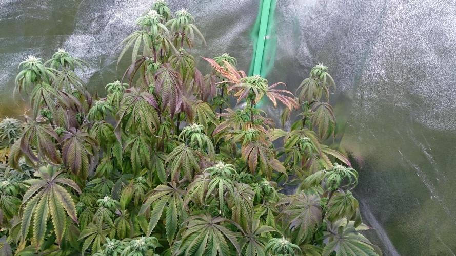 Lady Ambrosia. Week 10 - 4