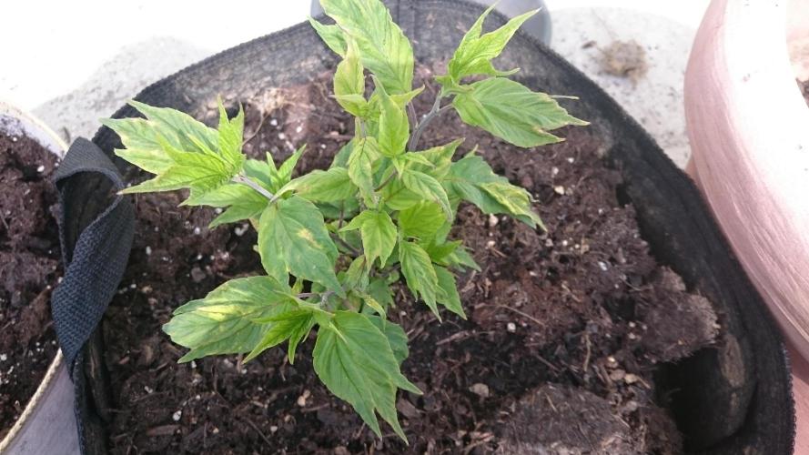 Lord Sopdet. Week 7