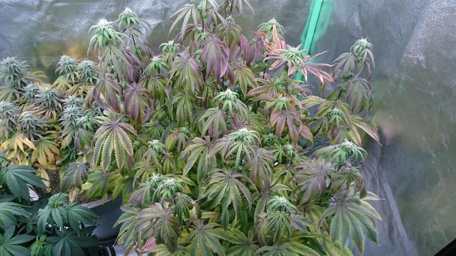 Lady Ambrosia. Week 10 - 6