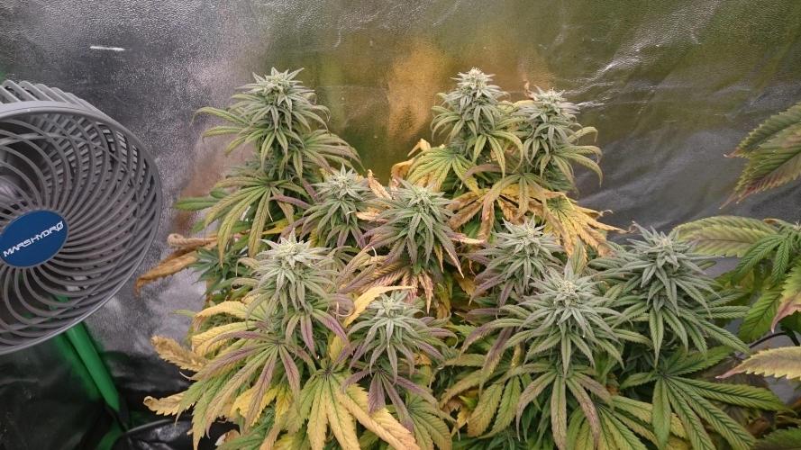 Think Tank. Week 8