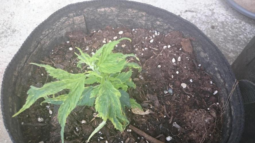 Lady LAdy. Week 7