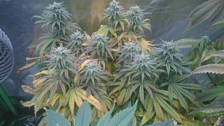 Think Tank. Week 8