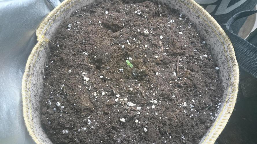 Lady  Mairwen. Week 0 - 7