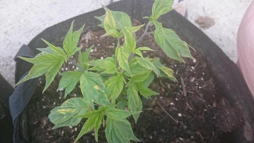 Lord Sopdet. Week 7