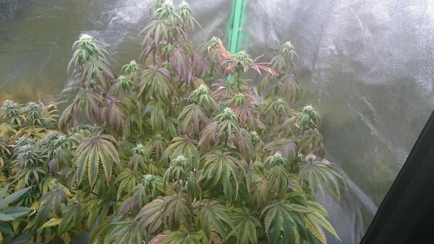 Lady Ambrosia. Week 10 - 7