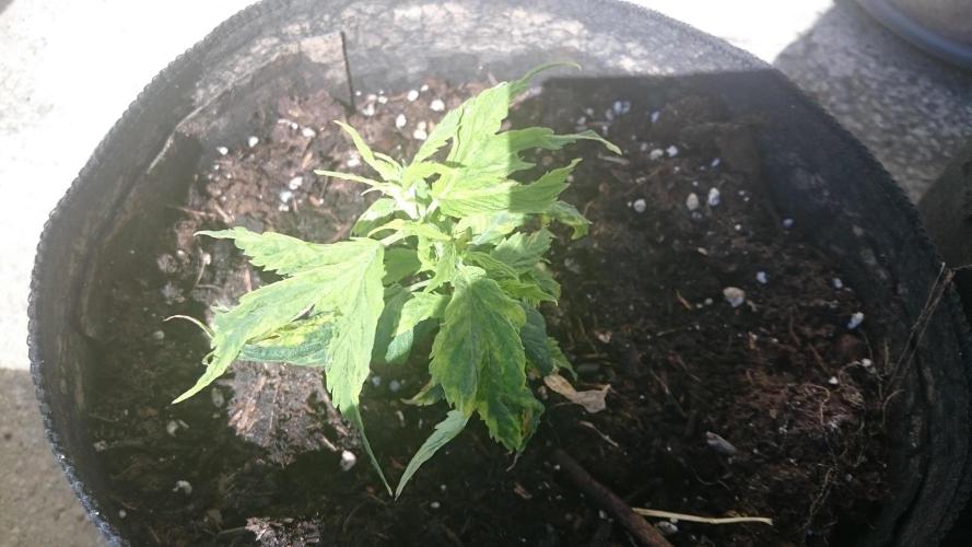 Lady LAdy. Week 7